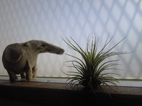 エアプランツの「ぴーた」です。 2011/08/13 20:18:00