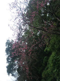 名護ドライブ《八重岳の桜》