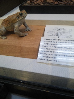 博物館に来ています♪