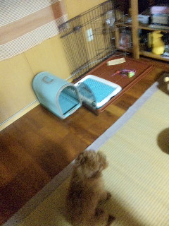 ただいまぁ〜〜