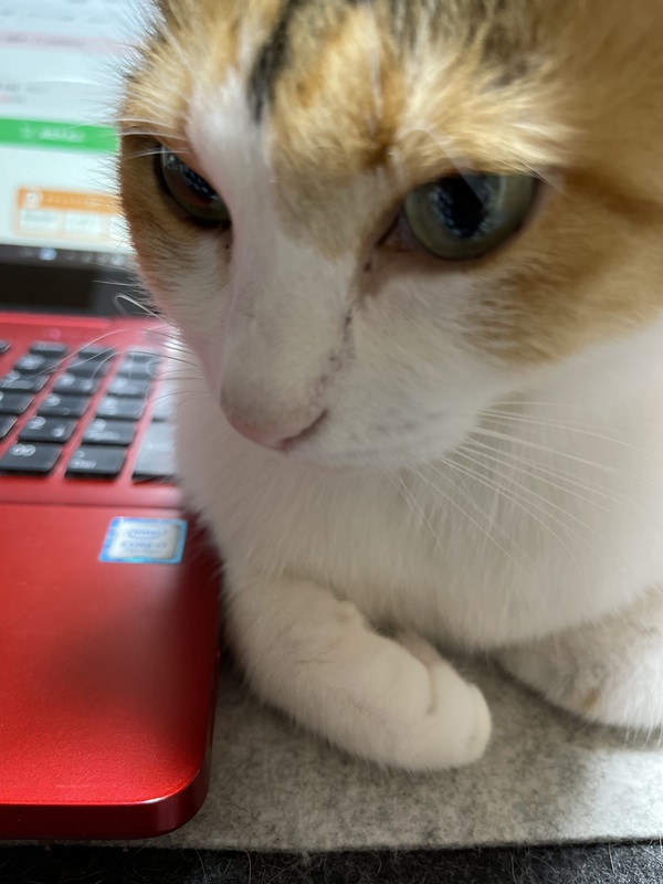 本日(2/16)金曜日は12時~16時までの営業です 本日(2/16)金曜日は12時~16時までの営業です
