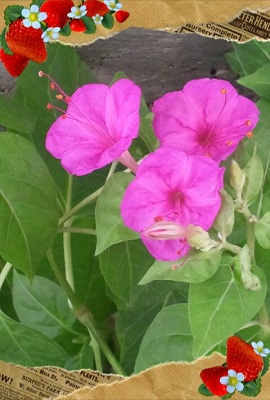 今日の花✿