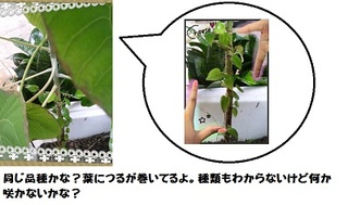 木草花