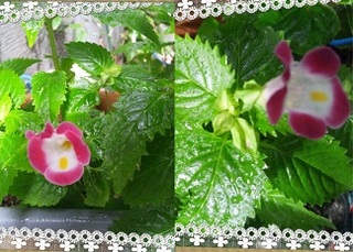 おはようございます。mana*です。((´∀`*)☼?