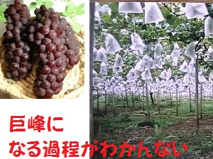 巨峰の成長過程?