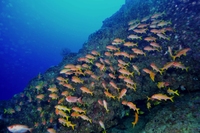 ルカン礁とトコマサリ礁