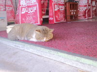 昨日のねこ発見 2011/12/27 16:06:46