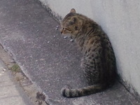 たま縄張り争い 2010/04/01 11:03:21