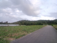 さとうきびが 2010/04/11 17:38:39
