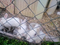 うさぎ 2010/04/11 17:49:05
