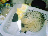 丸い物体 2011/12/30 10:00:52