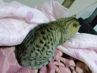たまが寝床をさがしに 2012/01/03 07:33:57