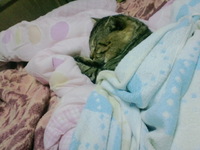 布団の中で 2012/01/06 14:29:19