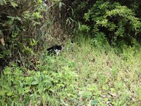 猫センサー 2012/04/19 18:42:40