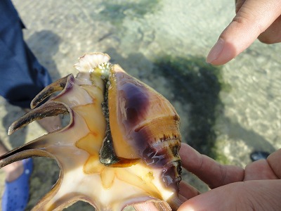 「サンゴと自然海岸」フィールドワーク。