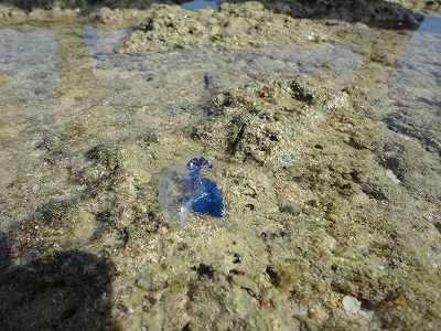 「サンゴと自然海岸」フィールドワーク。