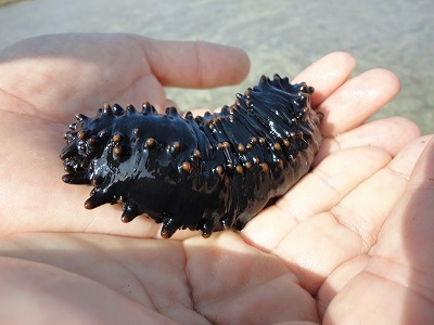 「サンゴと自然海岸」フィールドワーク。