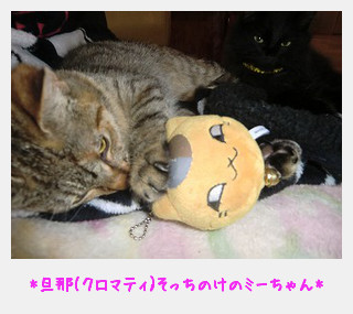 うちの猫 こんにゃねこ Pert3