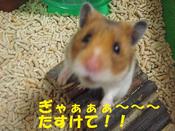 官邸ネコ