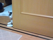 夏バテ