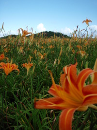 沖縄食材～クワンソウの花