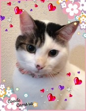 ニャゴ会お花見のつどい☆