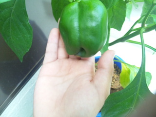 苦手な野菜でも…