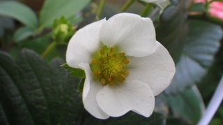 久しぶりの家庭菜園