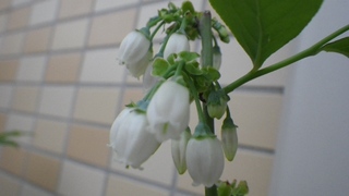 久しぶりの家庭菜園