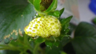 久しぶりの家庭菜園