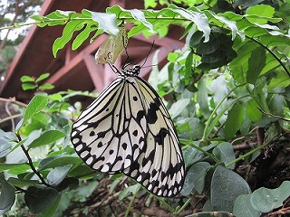 夏休みの自由研究は王国村におまかせ♪