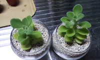 鉢植え…その２