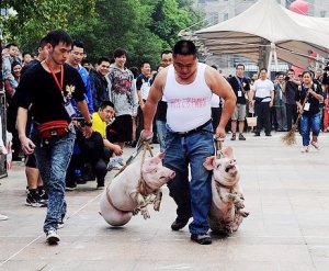 中国で生きた豚を運ぶレースが開催される