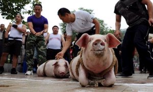 中国で生きた豚を運ぶレースが開催される