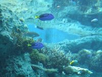 美ら海水族館へ行ってきました