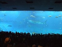美ら海水族館へ行ってきました