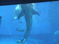 美ら海水族館へ行ってきました