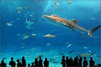 美ら海水族館へ行ってきました