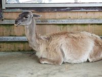 ミニミニ動物園に行ってきました