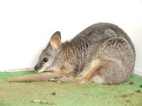 ミニミニ動物園に行ってきました