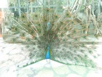 ミニミニ動物園に行ってきました