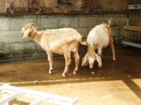 ミニミニ動物園に行ってきました