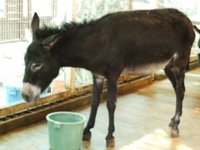 ミニミニ動物園に行ってきました