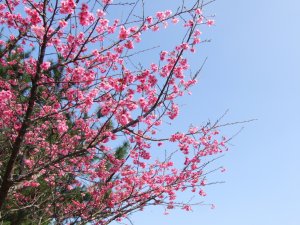 さくら祭りに行って来ましたが