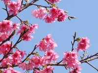 さくら祭りに行って来ましたが