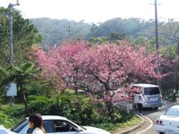 さくら祭りに行って来ましたが