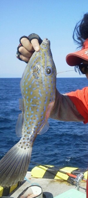食べたら半日で死に至る猛毒魚、全国で目撃情報
