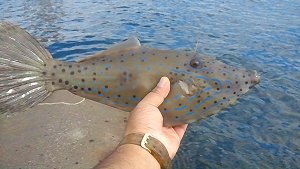 食べたら半日で死に至る猛毒魚、全国で目撃情報