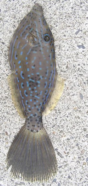 食べたら半日で死に至る猛毒魚、全国で目撃情報
