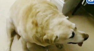 成人男性より重い、太りすぎて自力で歩けない犬